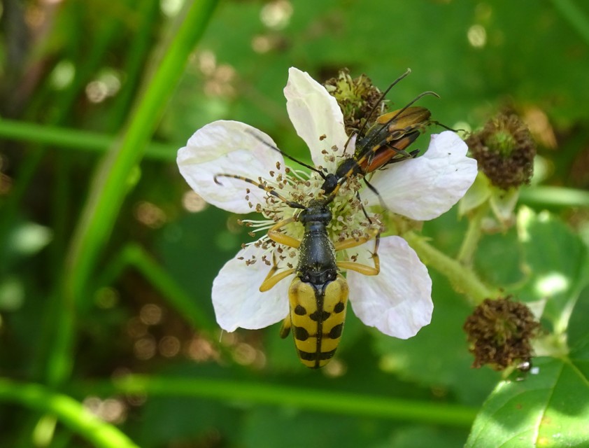 Rutpela maculata - tarkacsápú karcsúcincér