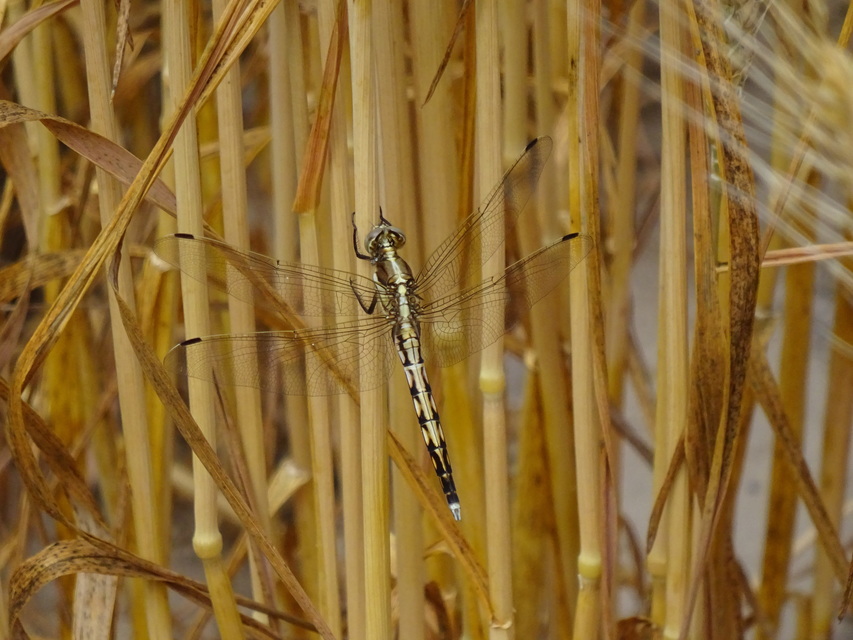 Orthetrum albistylum - fehérfarkú pásztorszitakötő