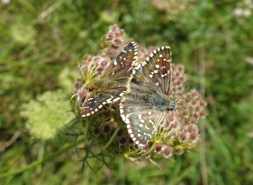 Pyrgus armoricanus - feles busalepke