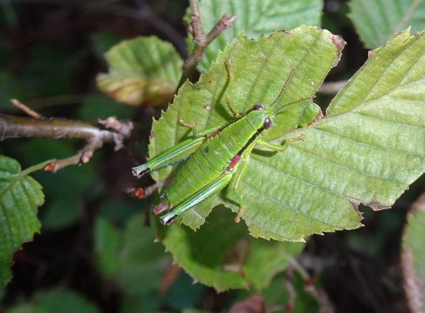 Odontopodisma decipiens - déli hegyisáska