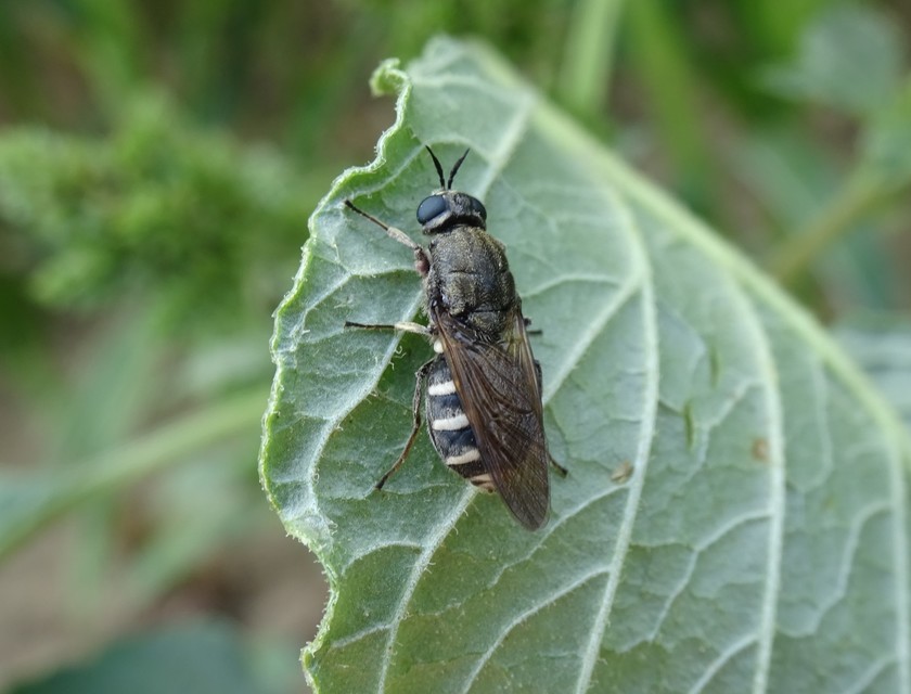 Lasiopa