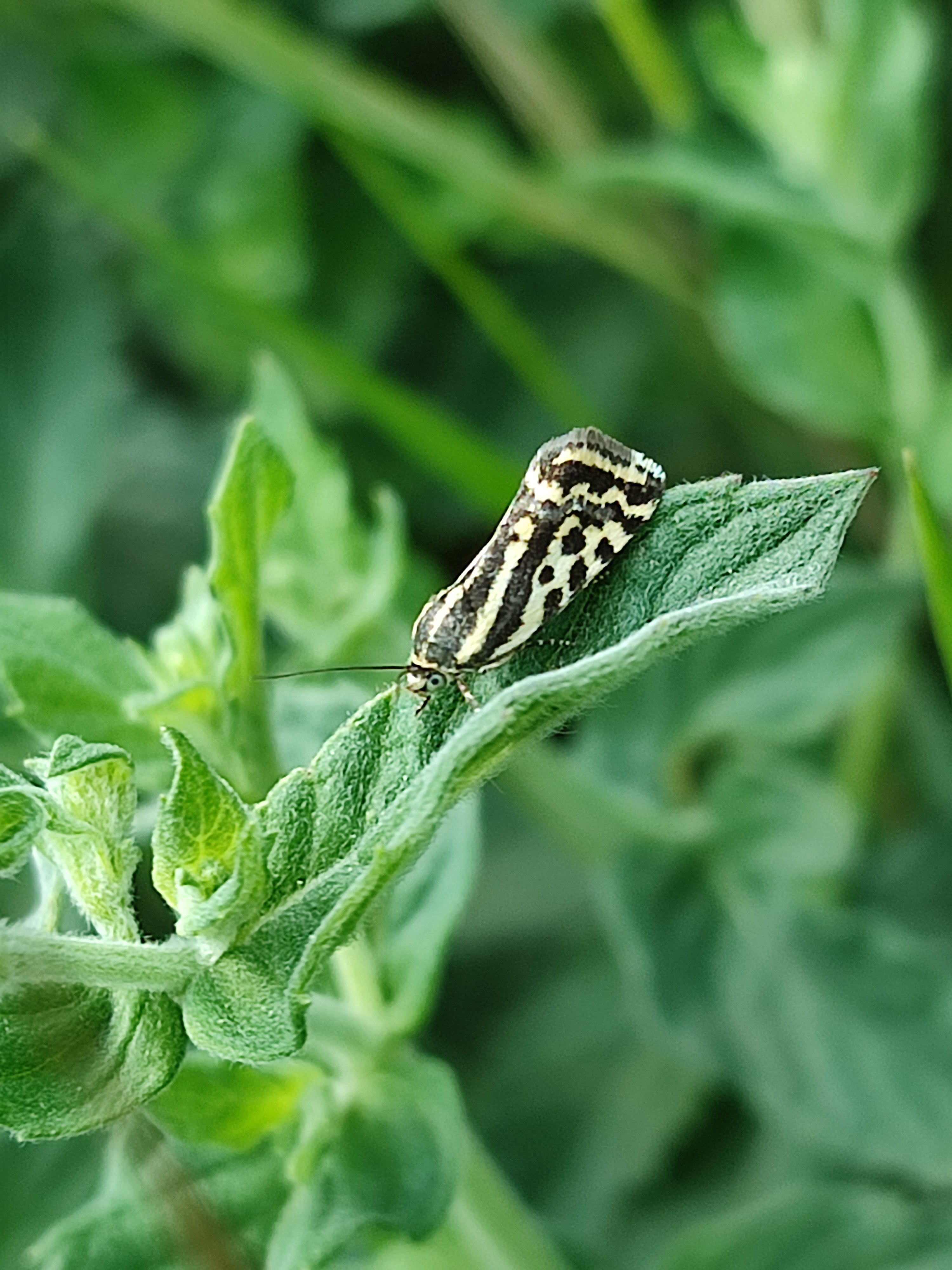 Emmelia trabealis - zebrabagoly Emmelia trabealis - zebrabagoly
