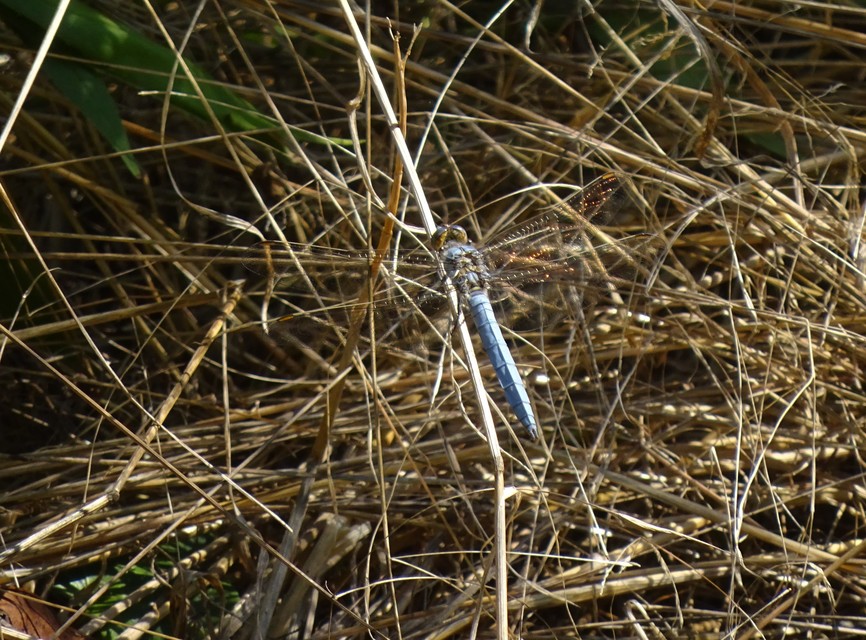 Orthetrum brunneum - pataki pásztorszitakötő