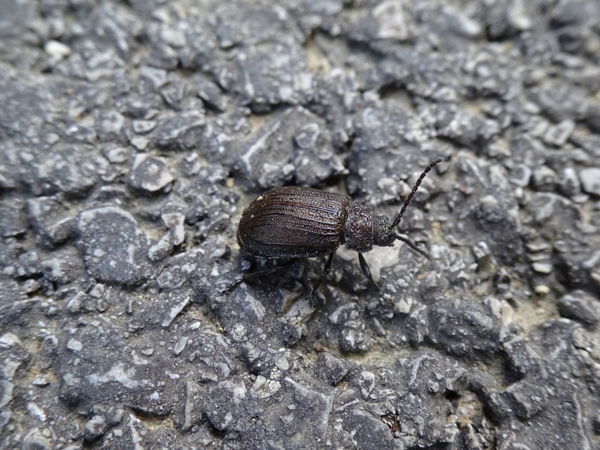 Galeruca pomonae - barna olajosbogár