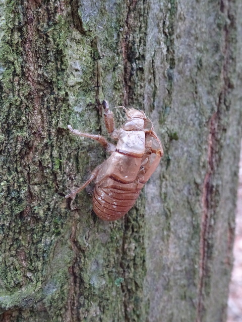 Tibicina haematodes - óriás-énekeskabóca