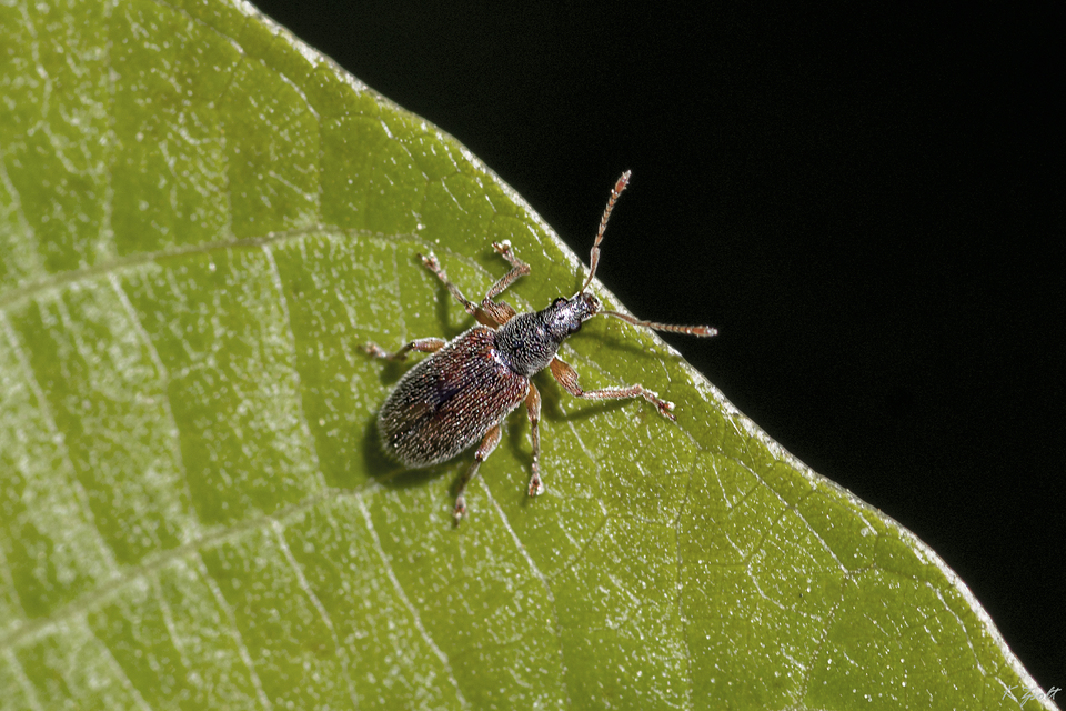 Phyllobius oblongus - közönséges levélormányos