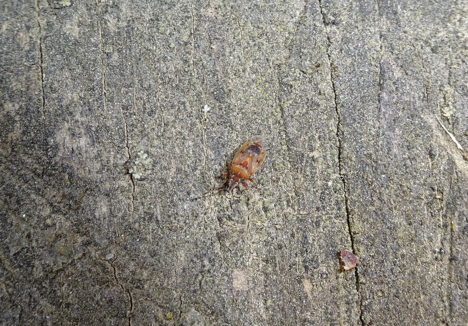 Kleidocerys resedae - nyírbodobács