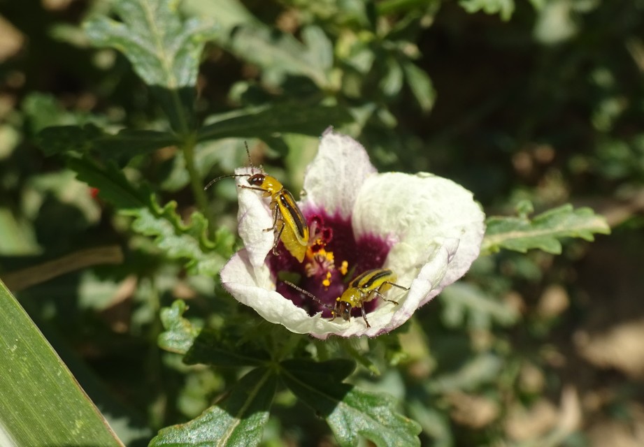Diabrotica virgifera - amerikai kukoricabogár