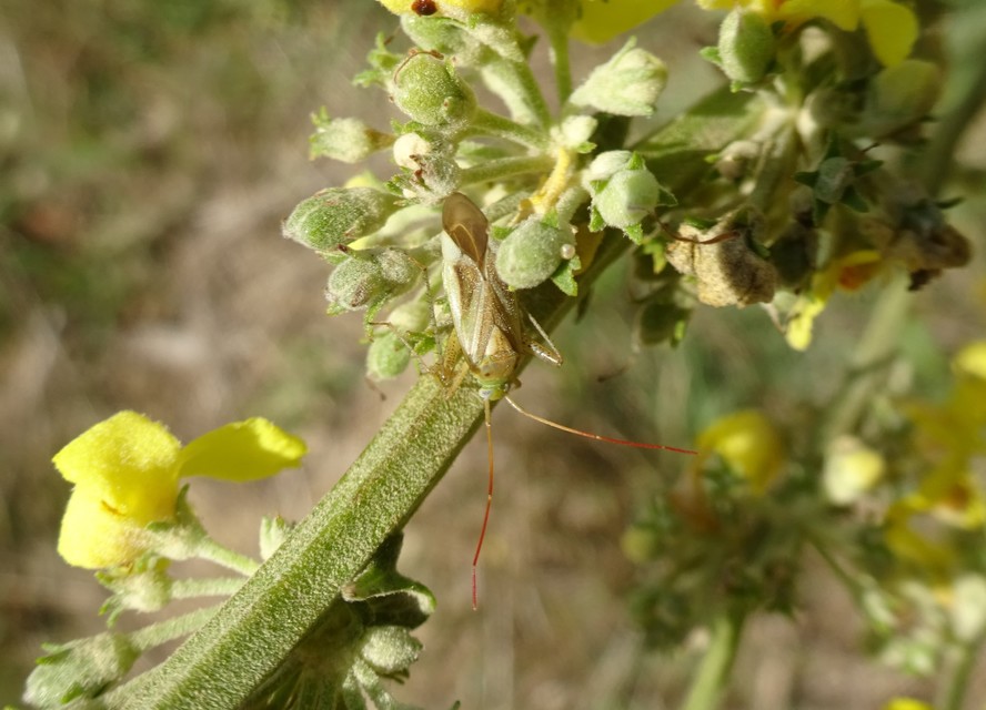 Adelphocoris lineolatus - lucernapoloska