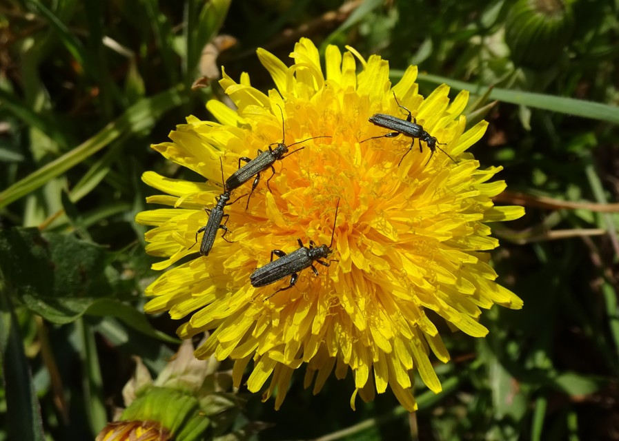 Oedemera virescens - zöldes álcincér