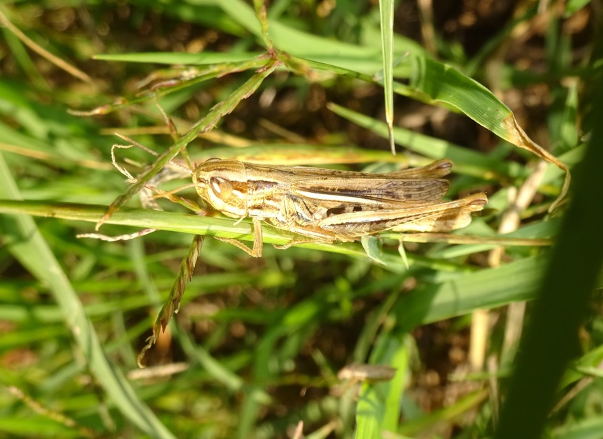 Euchorthippus declivus - rövidszárnyú rétisáska