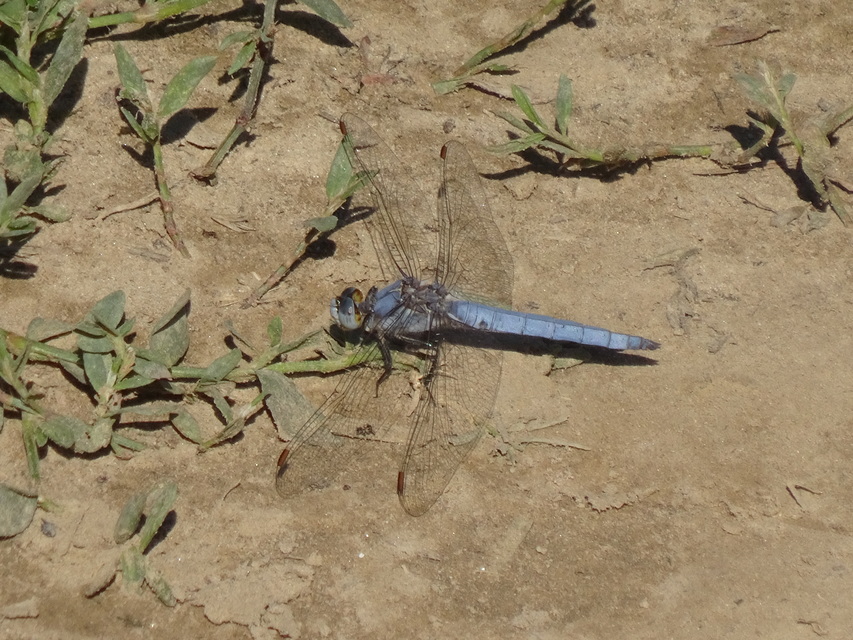 Orthetrum brunneum - pataki pásztorszitakötő