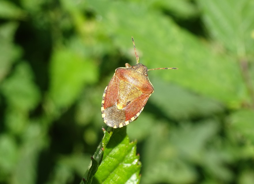 Peribalus strictus - tavaszi címerespoloska Peribalus strictus - tavaszi címerespoloska