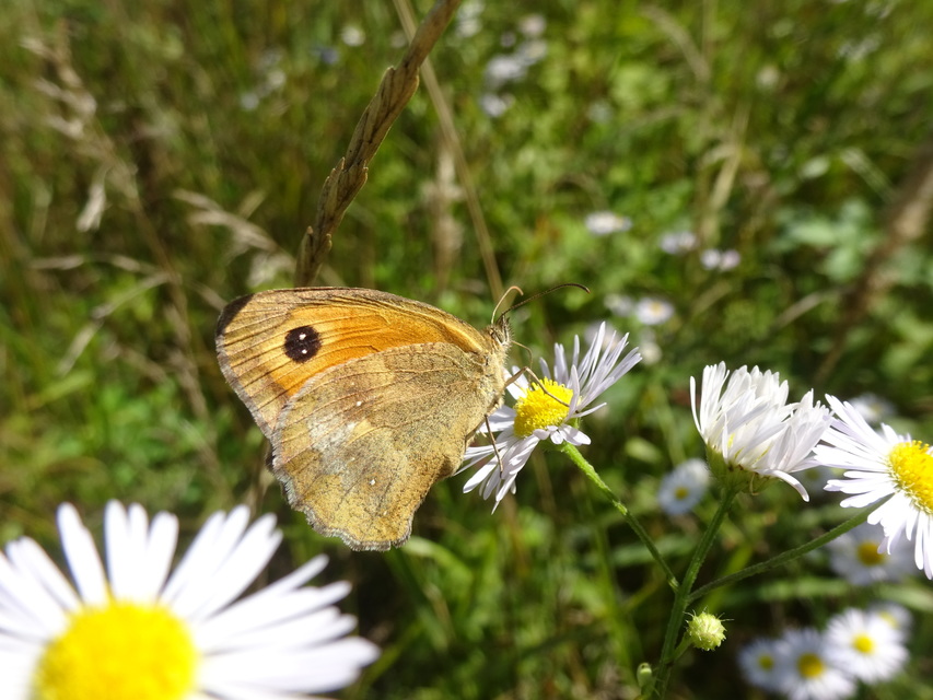 Pyronia tithonus - kis ökörszemlepke