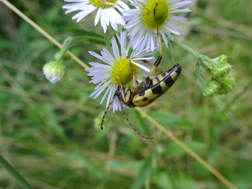 Rutpela maculata - tarkacsápú karcsúcincér