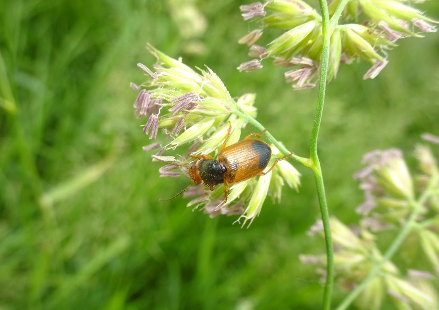 Diachromus germanus - német tarkafutó