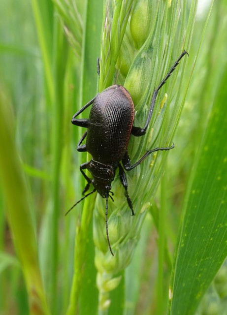 Calosoma inquisitor - kis bábrabló