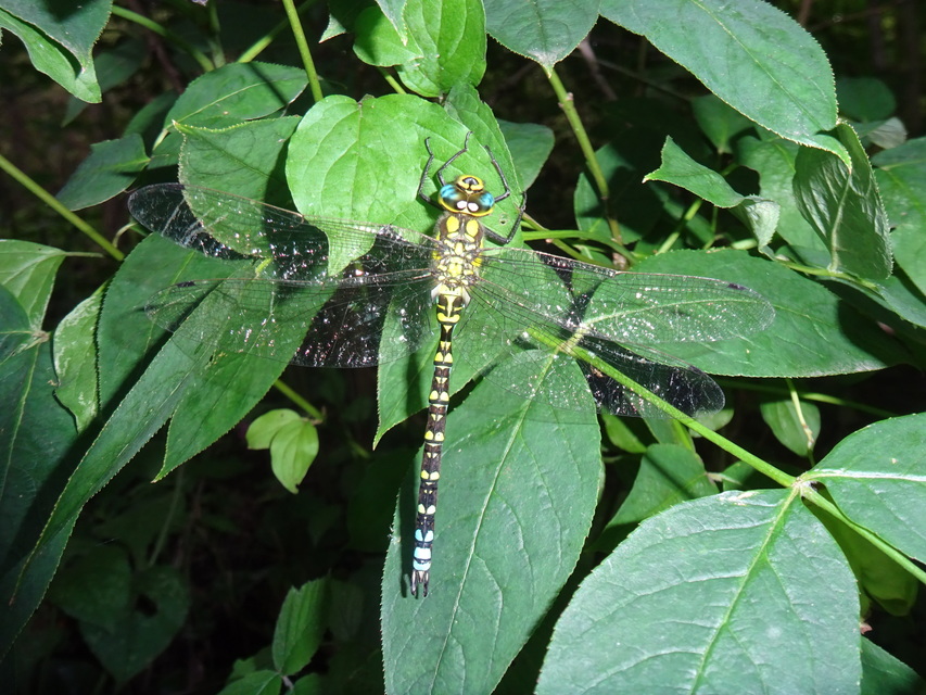 Aeshna cyanea - sebes karcsúacsa