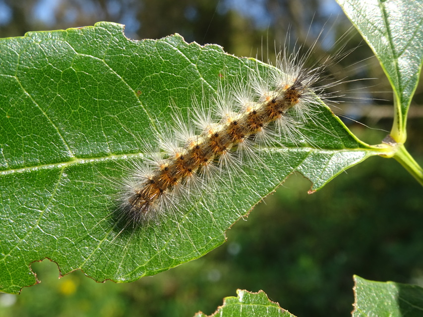 Hyphantria cunea - amerikai fehér medvelepke