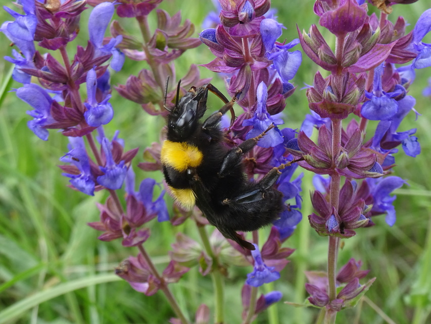 Bombus argillaceus - délvidéki poszméh