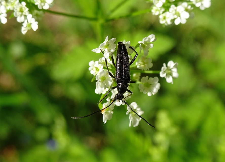 Stenurella nigra - fekete karcsúcincér
