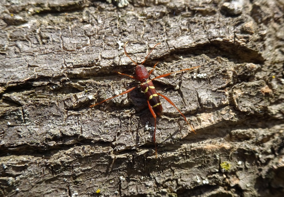 Neoclytus acuminatus - amerikai darázscincér