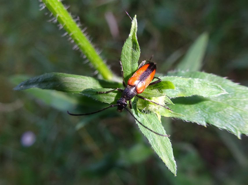 Stenurella melanura - feketevégű karcsúcincér