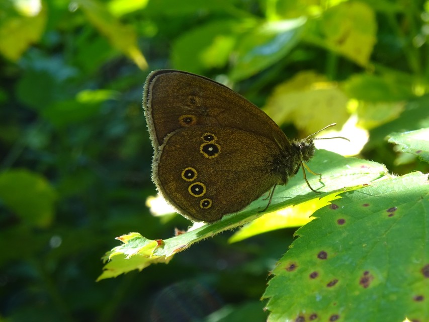 Aphantopus hyperanthus - közönséges ökörszemlepke
