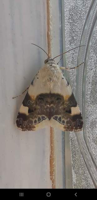 Acontia lucida - fehér nappalibagoly
