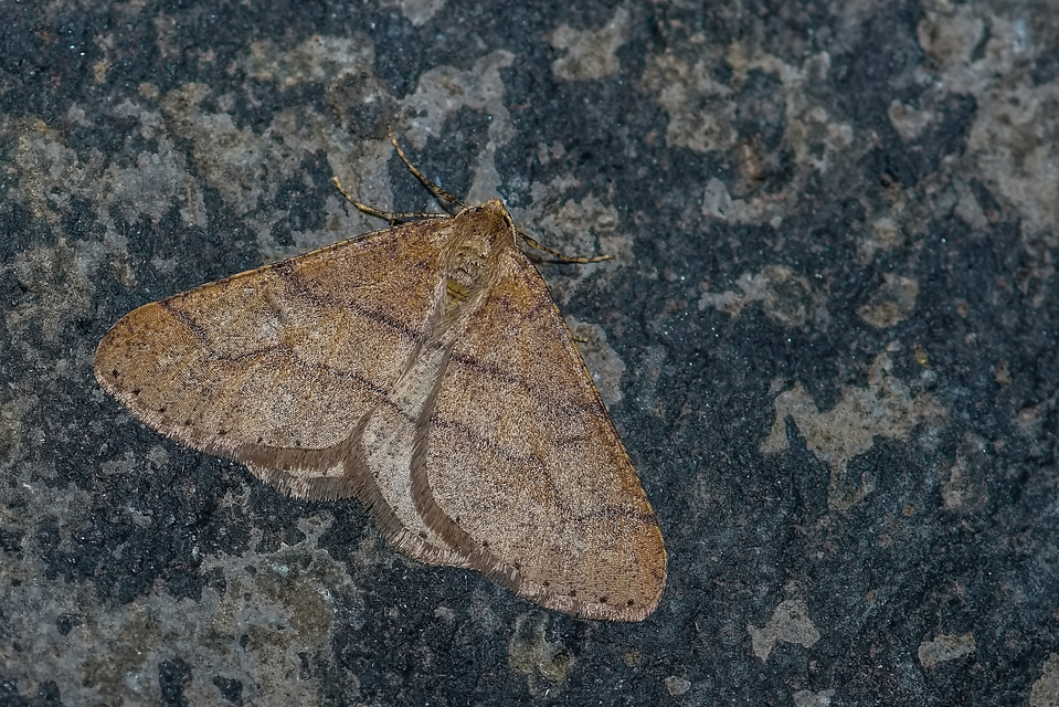 Agriopis marginaria - sárgás téliaraszoló