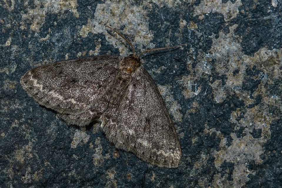 Ectropis crepuscularia - avararaszoló