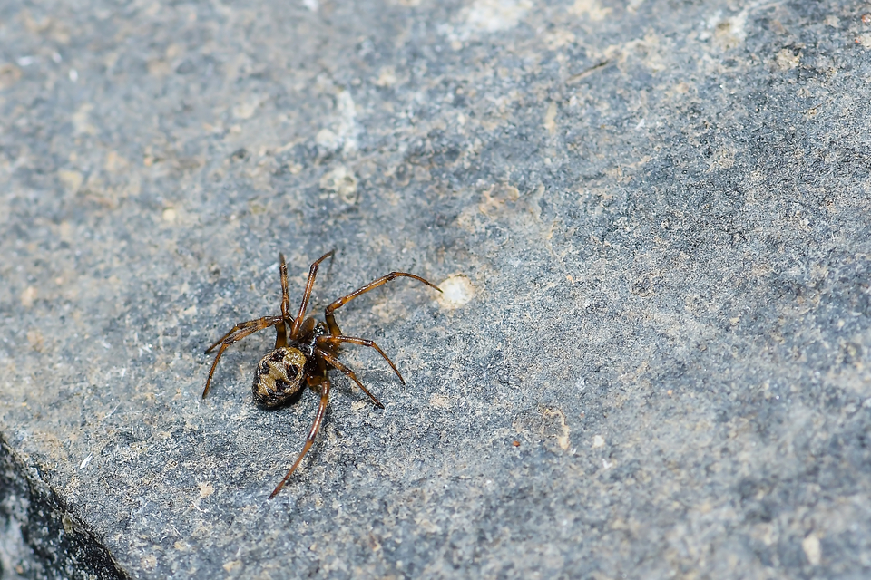 Steatoda triangulosa - háromszöges faggyúpók