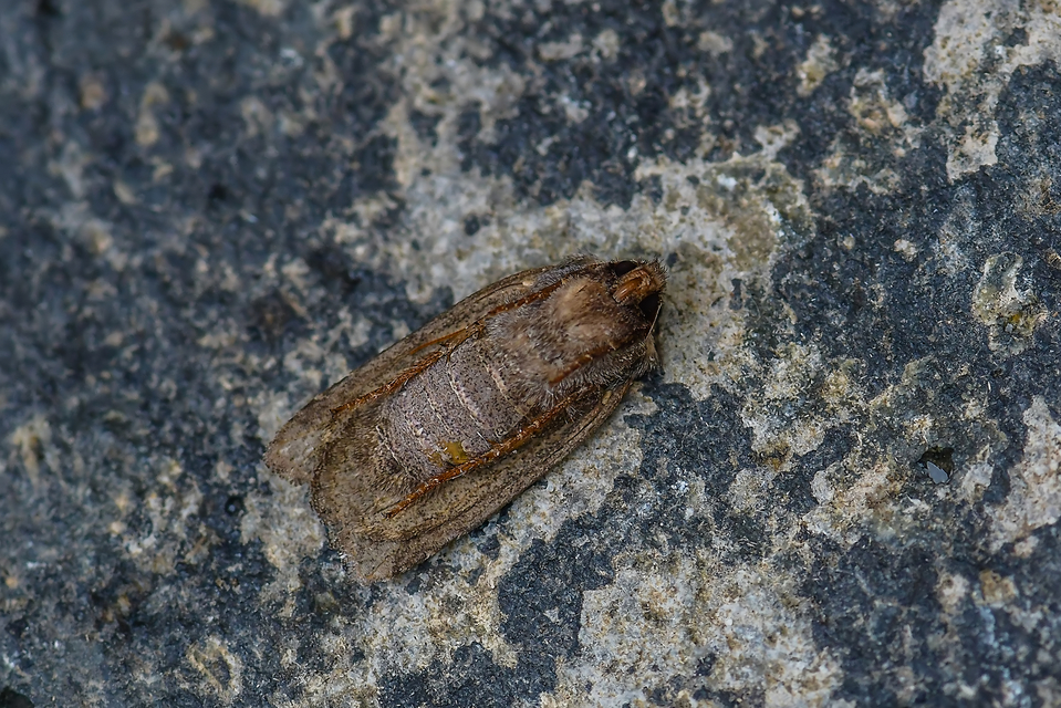 Conistra ligula - hegyesszárnyú őszibagoly