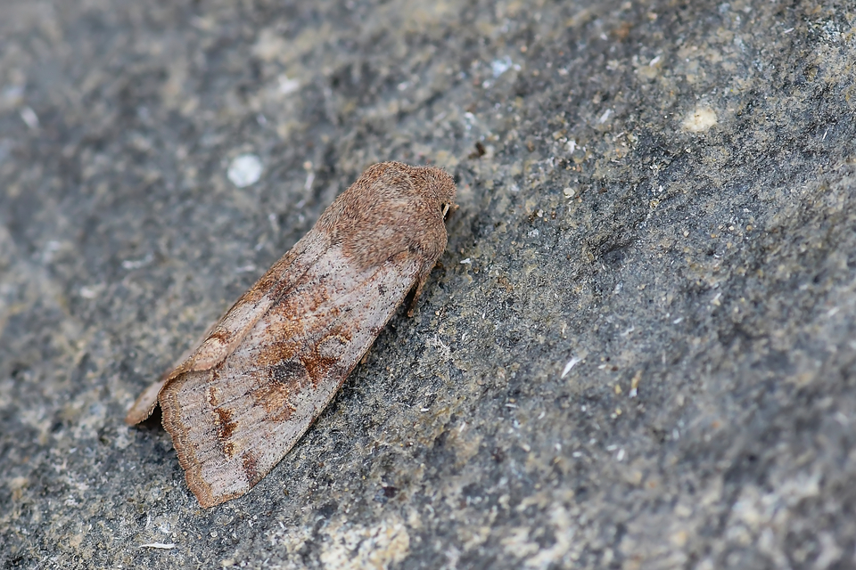 Orthosia incerta - változékony barkabagoly