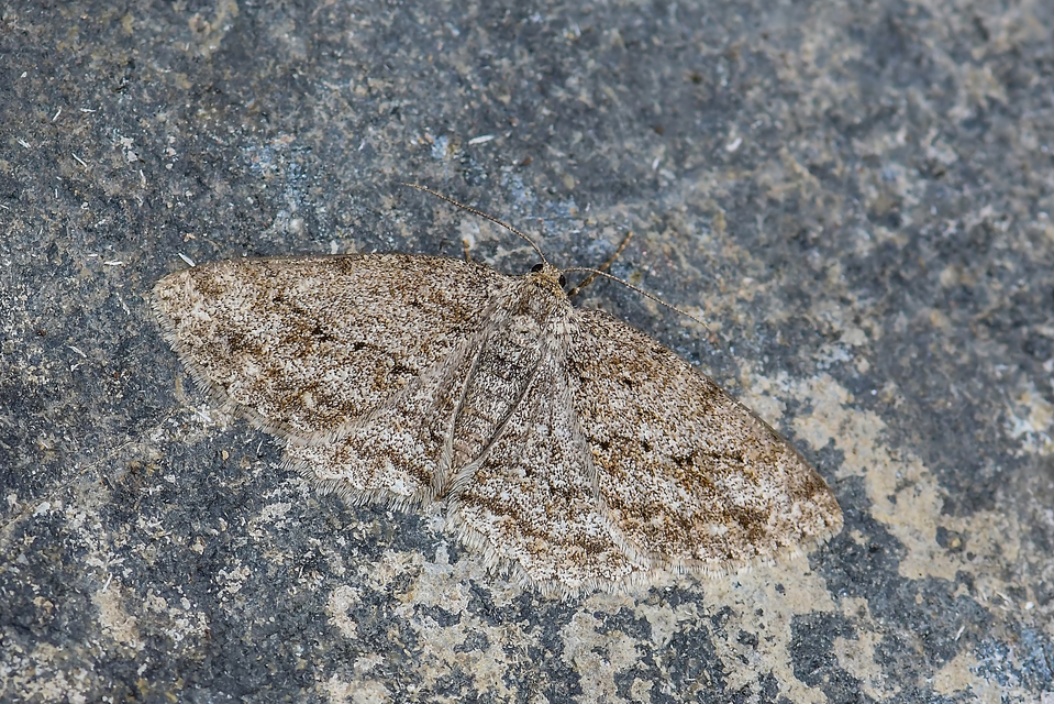 Ectropis crepuscularia - avararaszoló