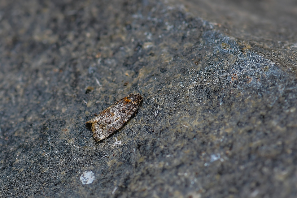 Tortricidae - sodrómolyfélék