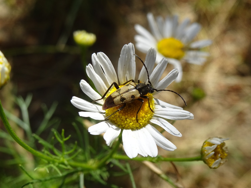 Pachytodes erraticus - rajzos virágcincér
