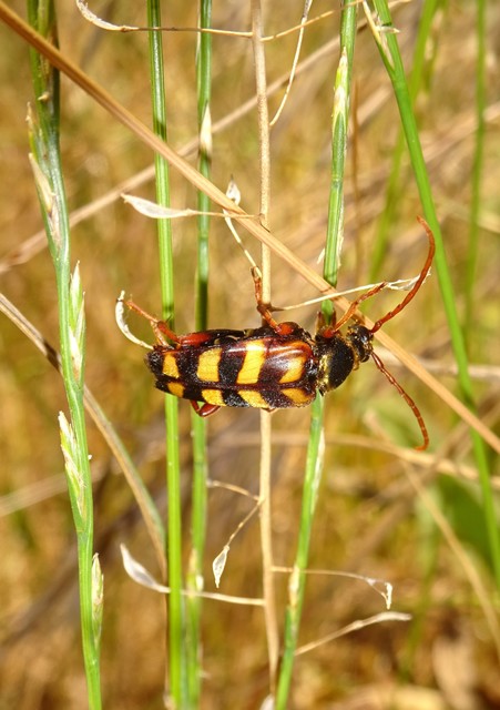 Leptura aurulenta - sárgaszőrű szalagoscincér