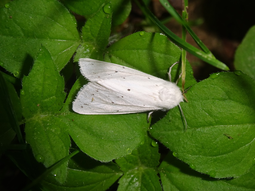 Spilosoma urticae - hószínű medvelepke