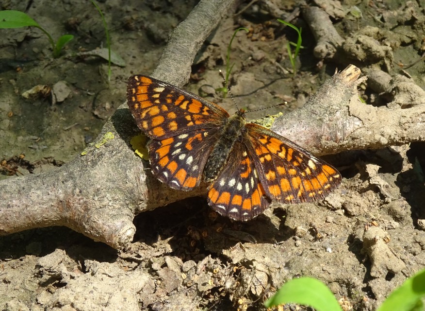 Euphydryas maturna - díszes tarkalepke