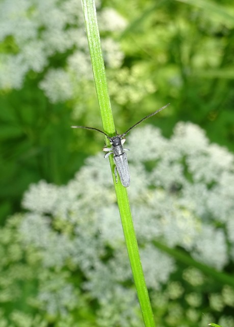 Phytoecia cylindrica - medvelapucincér