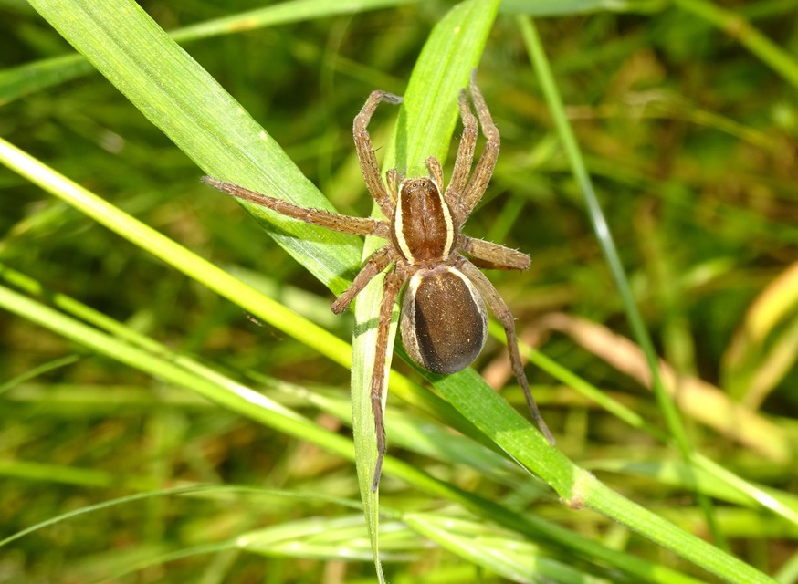 Dolomedes fimbriatus - szegélyes vidrapók