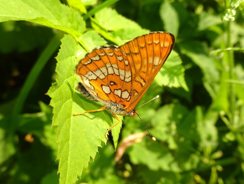 Euphydryas maturna - díszes tarkalepke