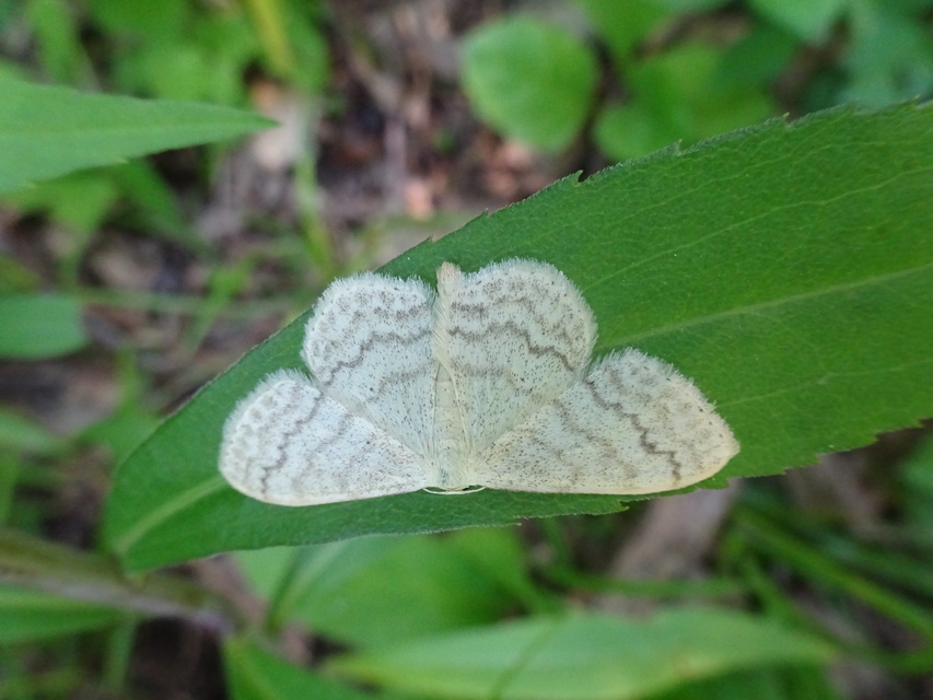 Scopula floslactata - tejfehér sávosaraszoló