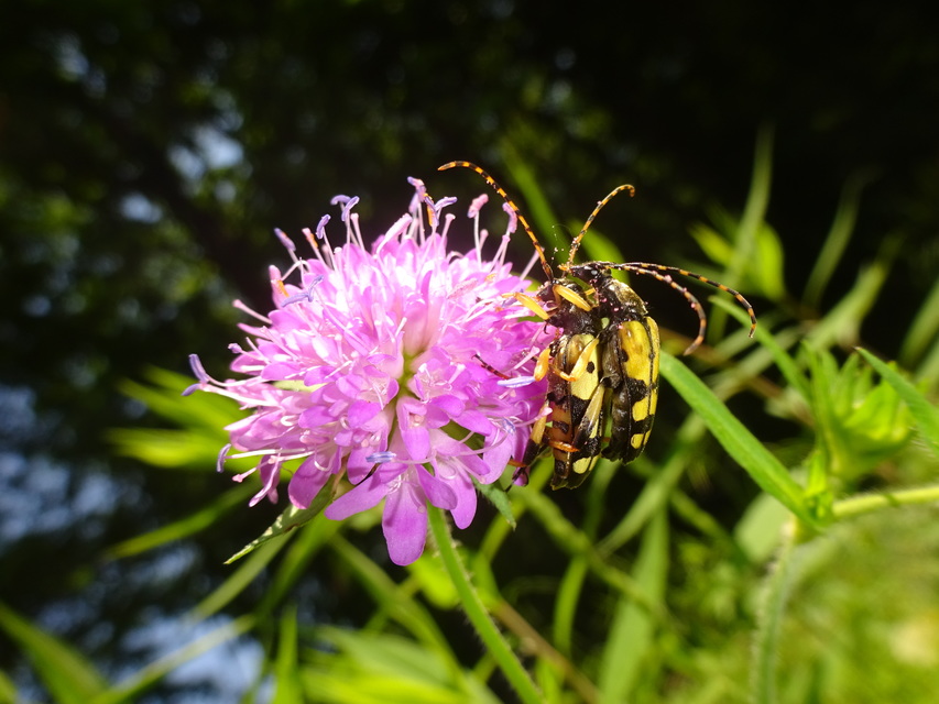 Rutpela maculata - tarkacsápú karcsúcincér