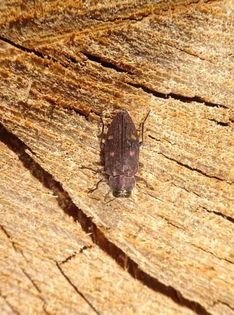 Chrysobothris affinis - aranypettyes díszbogár