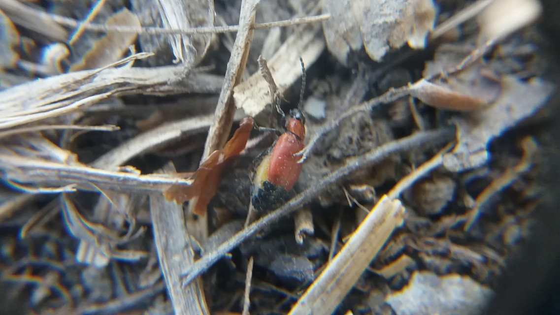 Galeruca melanocephala - lapos olajosbogár