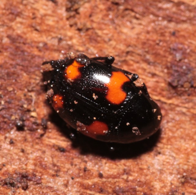 Scaphidium quadrimaculatum - négyfoltos sajkabogár