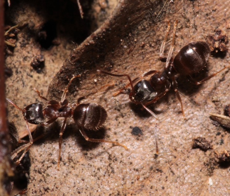 Lasius platythorax - erdei feketehangya