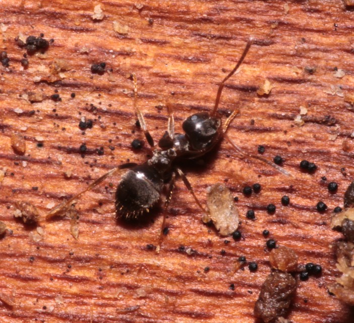 Lasius platythorax - erdei feketehangya